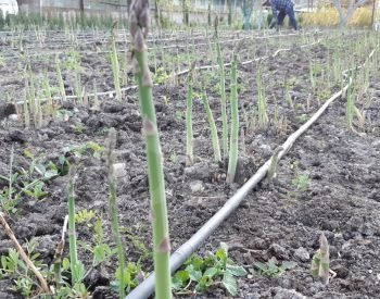 Satatsuri seedlings Tbilisi - photo 2