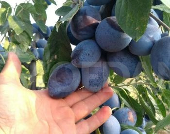 сорта сливы Тбилиси - изображение 4