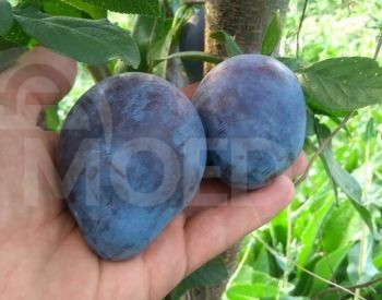 сорта сливы Тбилиси - изображение 1