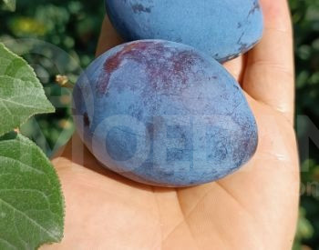 сорта сливы Тбилиси - изображение 3