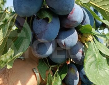 сорта сливы Тбилиси - изображение 2