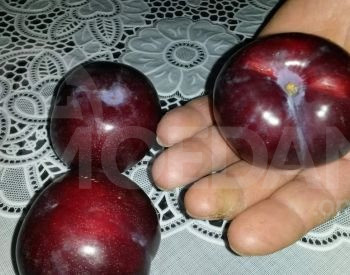 сорта сливы Тбилиси - изображение 2