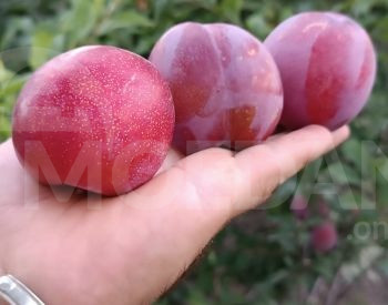 сорта сливы Тбилиси - изображение 1