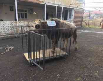 Assembly of goods scale - repair Tbilisi