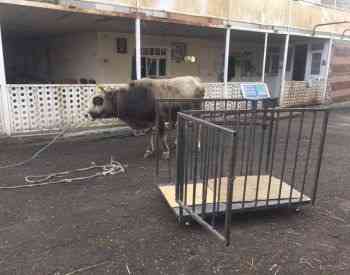 Assembly of goods scale - repair Tbilisi