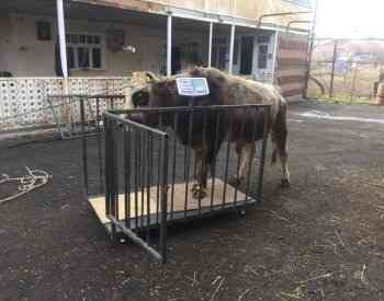 Assembly of goods scale - repair Tbilisi