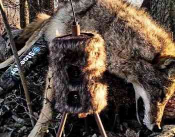 Tour fox bait, horn Tbilisi