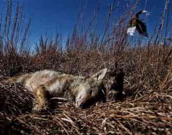 Tour fox bait, horn Tbilisi