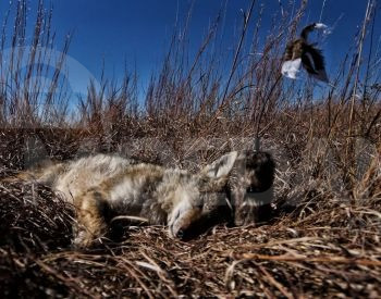 ტურის მელას სატყუარა, საყვირი თბილისი - photo 3