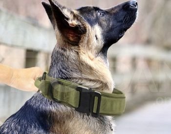 Dog sable tactical collar belt Tbilisi - photo 9