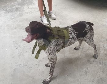 Tactical dog vest and harness, K9 Tbilisi - photo 3