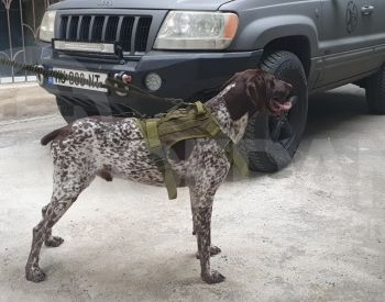 Tactical dog vest and harness, K9 Tbilisi - photo 4