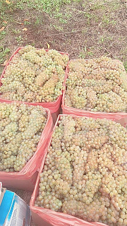 Продается виноград Карденах Тбилиси - изображение 1