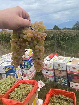 იყიდება ყურძენი რქაწითელი Тбилиси