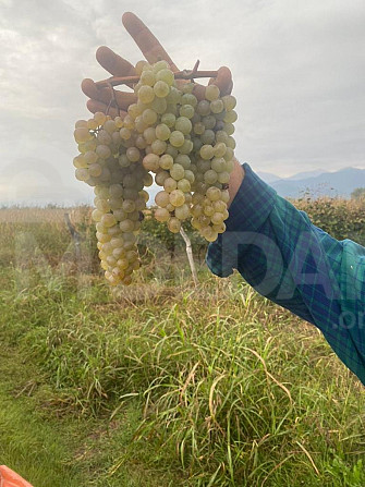 Продам виноград Ркацители. Тбилиси - изображение 3