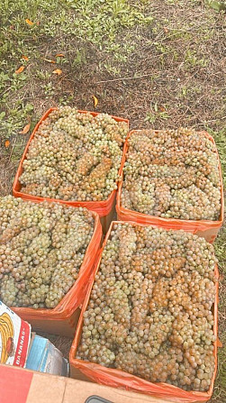 Rkatsiteli grapes for sale Tbilisi - photo 2