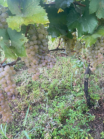 Продается виноград Карденахи, Ркацители. Тбилиси - изображение 2