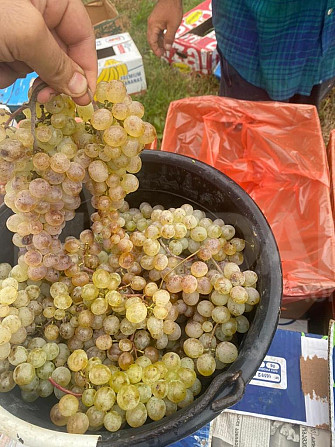 იყიდება ყურძენი კარდენახის წარაფი რქაწითელი თბილისი - photo 1
