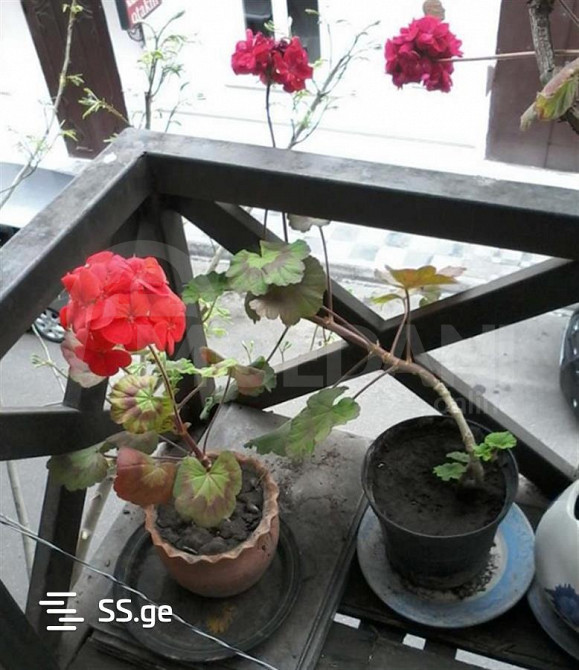 Продам 2-комн. квартиру 60м² 2/2 эт. Тбилиси - изображение 8