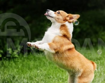 AOSU Security Cameras Wireless Outdoor - 5MP Smart. კამერები თბილისი - photo 3