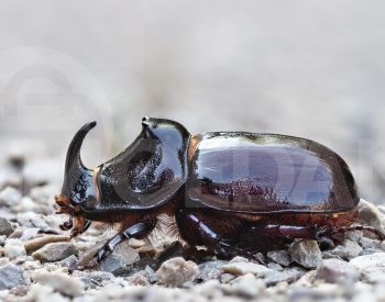 ქირავდება ბეტონმრევი თბილისი - photo 2