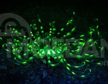 Generator for rent Tbilisi - photo 3