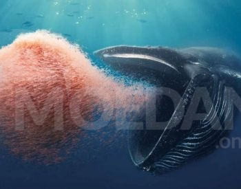 Concrete mixer for rent Tbilisi - photo 2