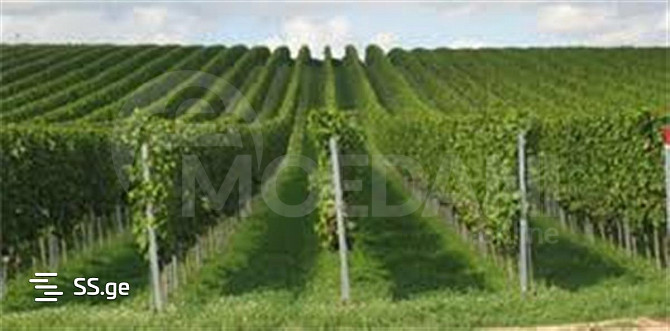A plot of land in Telavi is for sale Tbilisi - photo 2