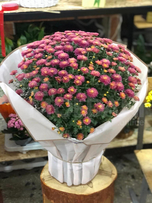 Autumn queens Tbilisi - photo 1