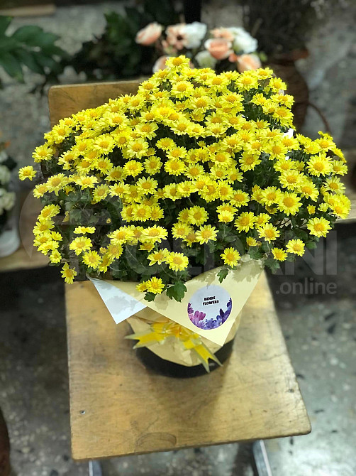 Autumn queens Tbilisi - photo 2