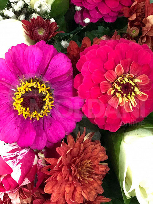 Королевы осени Тбилиси - изображение 1