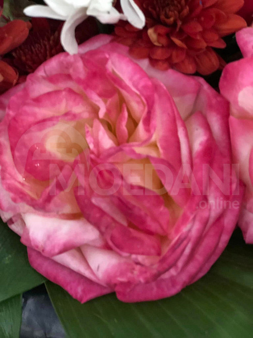 Королевы осени Тбилиси - изображение 2