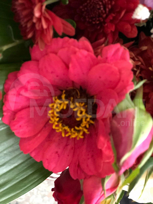 Королевы осени Тбилиси - изображение 3