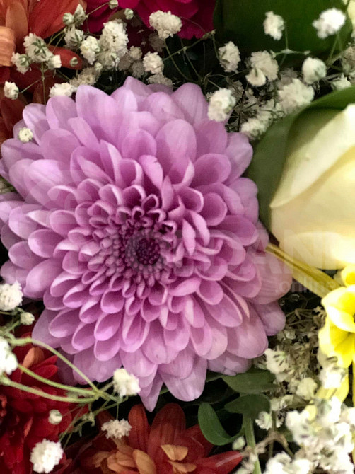 Королевы осени Тбилиси - изображение 4