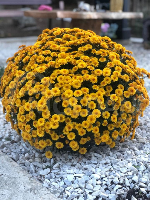 цветы Тбилиси - изображение 3