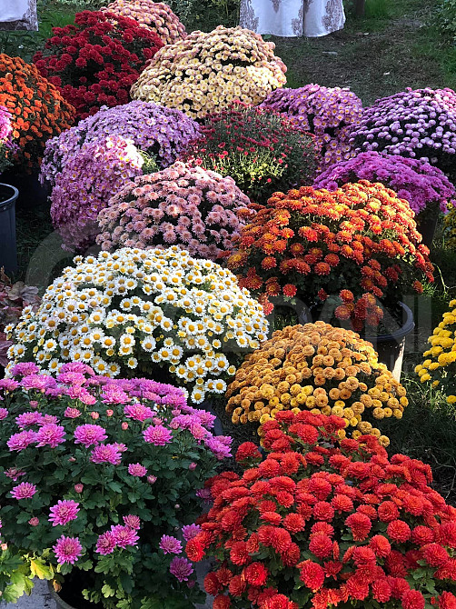 цветы Тбилиси - изображение 2