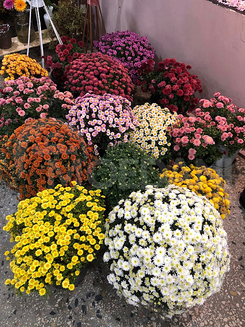 цветы Тбилиси - изображение 4