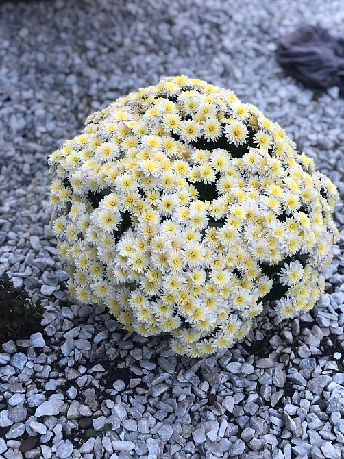 цветы Тбилиси - изображение 1