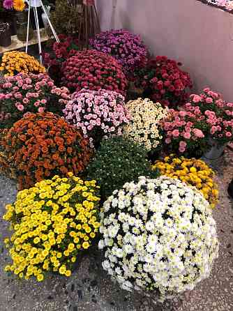 ყვავილები Тбилиси