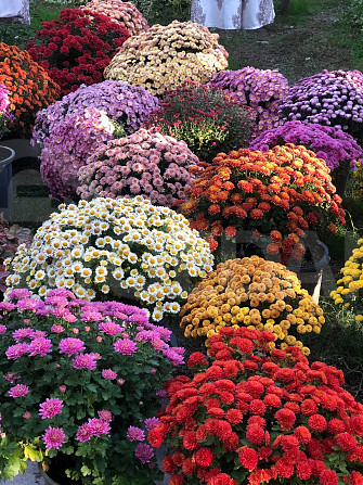 цветы Тбилиси - изображение 2