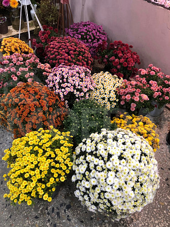 цветы Тбилиси - изображение 1