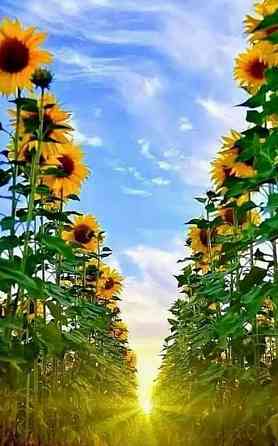 გიდელის მზესუმზირები Tbilisi