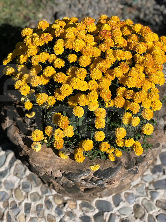 красивые цветы Тбилиси - изображение 2