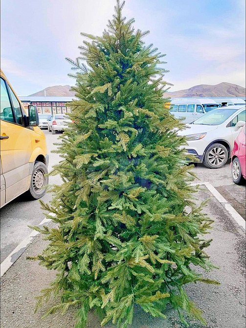 Christmas tree with high quality silicone cones Tbilisi - photo 1