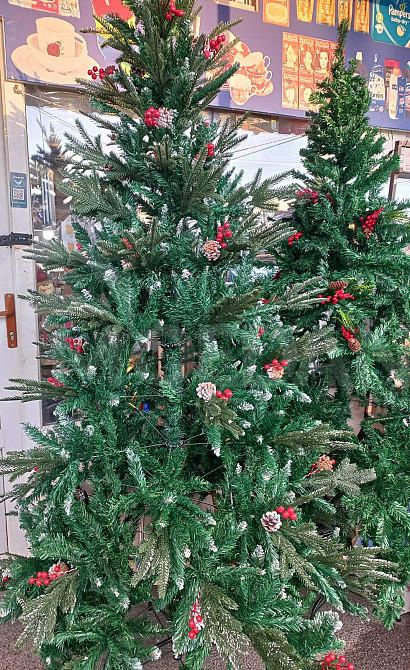 ნაძვისხეები დიდი არჩევანი საუკეთესო ფასად თბილისი - photo 1