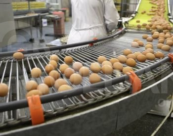 Завод по производству куриной продукции Тбилиси - изображение 1