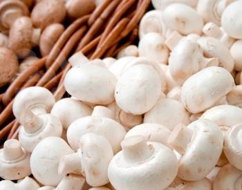 Mushroom production equipment Tbilisi - photo 3