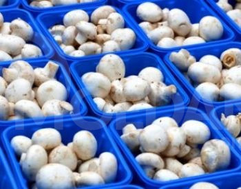 Mushroom production equipment Tbilisi - photo 1