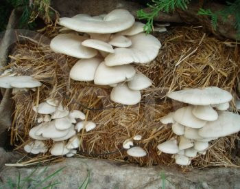 Mushroom production equipment Tbilisi - photo 2