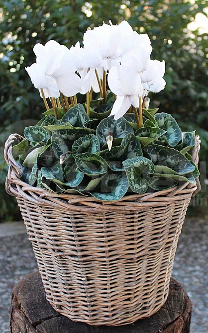 Продам декоративный горшок своими руками Тбилиси - изображение 1